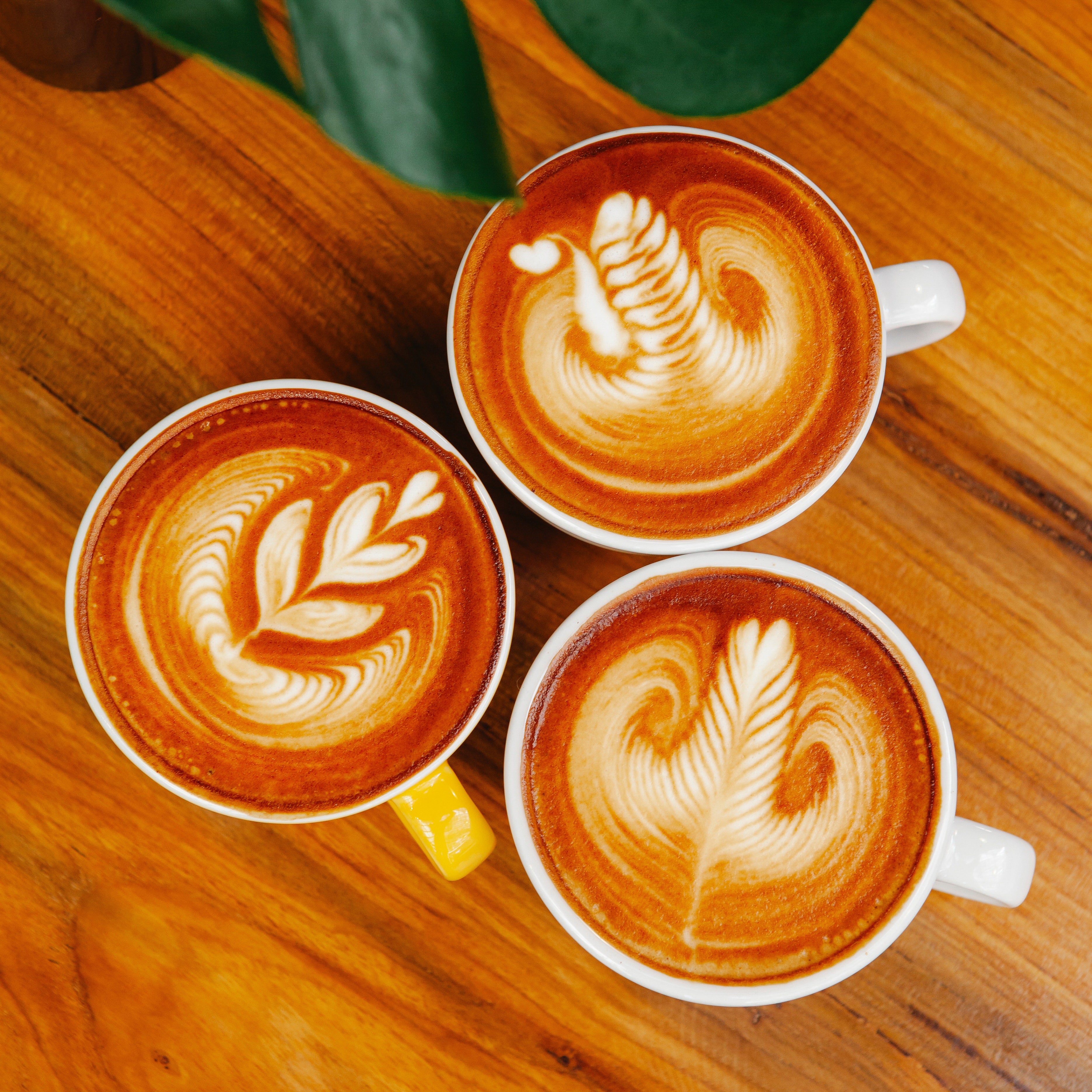 FRESH BREW PACKETS 12 PACK